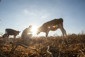 Man's connection with a cow. 